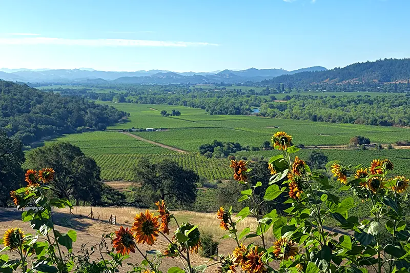 Sonoma County Vineyard Landscape Panoramic view of vineyards and rolling hills in Sonoma County, California